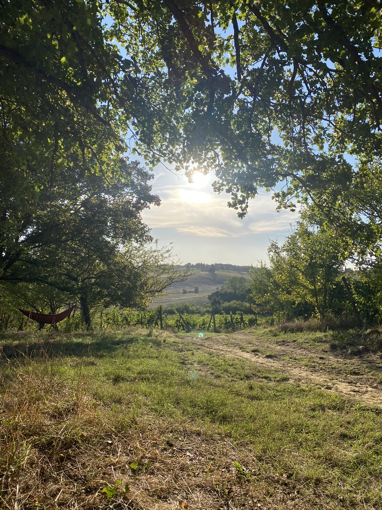 Blick über die Weinberge Colombaias