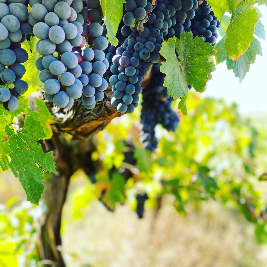 Sangiovese Trauben am Rebstock