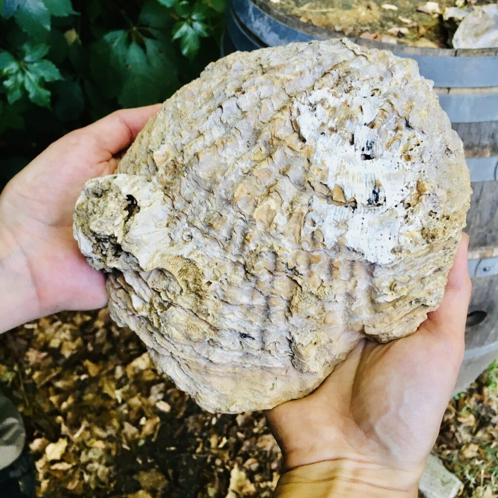 Große fossile Muschel in  den Händen