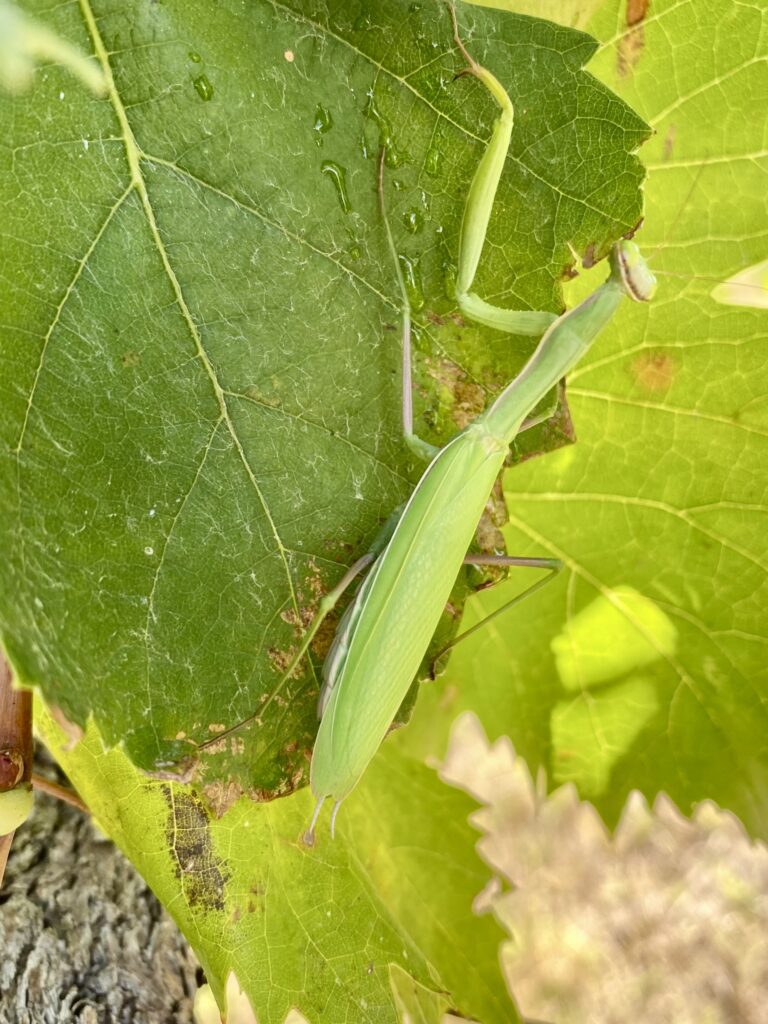 Gottesanbeterin auf Weinblatt