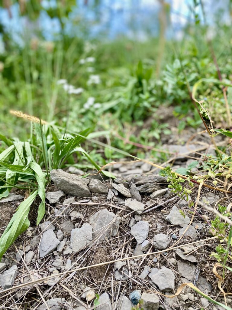 Opok Boden im Weinberg von Maria & Sepp Muster