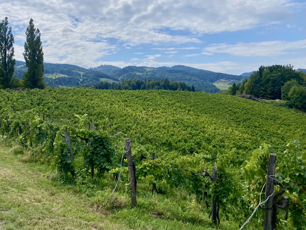 Weinberg des Weinguts Maria & Sepp Muster im Leutschach